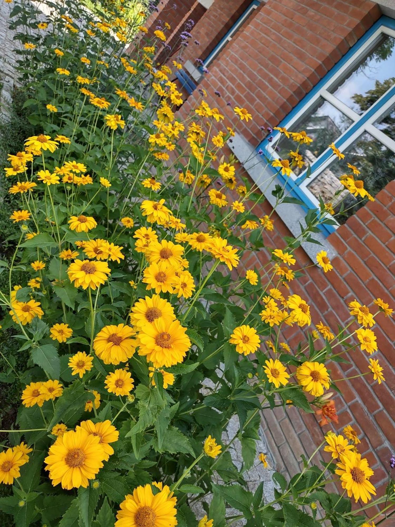 U Janciow Villa Krasków Exterior foto